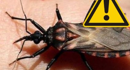 Nuevo León: emiten alerta por chinche besucona portadora de la enfermedad de Chagas