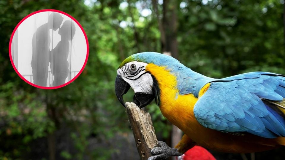 ¡Sus aves mascota le pasaron el chisme! Así descubrió este hombre el engaño