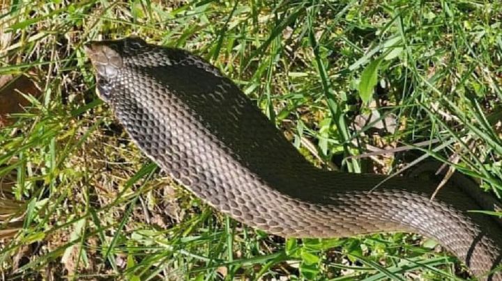Residente avista una pavorosa cobra en el jardín de su casa en San Antonio, Texas