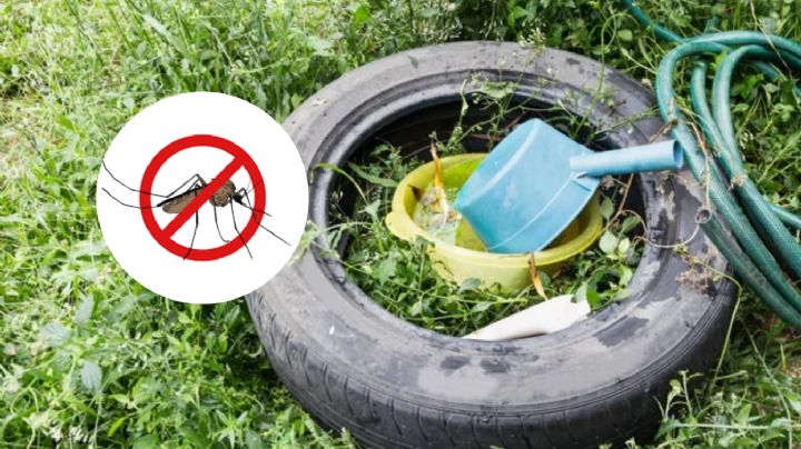 Así puedes evitar la proliferación de zancudos y mosquitos en tu hogar