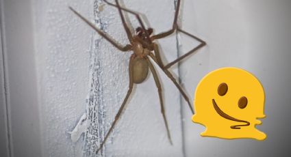 ¿La araña violinista se reproduce más en la temporada de calor?