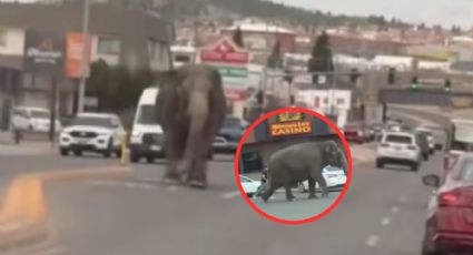 ¡Como de película! Elefante escapa de un circo y se pasea por las calles en Montana | VIDEO