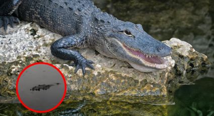 Cocodrilo ataca a niño en playa de Ixtapa; lo mordió en la cabeza y sobrevive