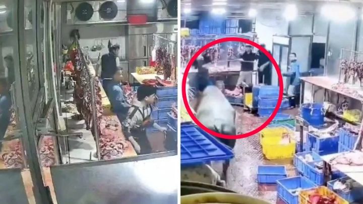 Vaca ataca a empleado de un matadero; tomó venganza de sus amigas | VIDEO