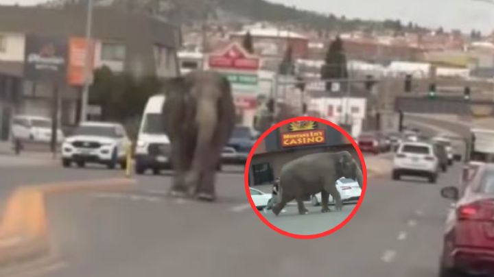 ¡Como de película! Elefante escapa de un circo y se pasea por las calles en Montana | VIDEO