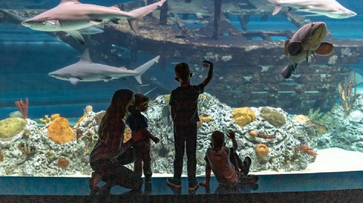 El mejor acuario de Norteamérica se encuentra a menos de tres horas de la frontera con México