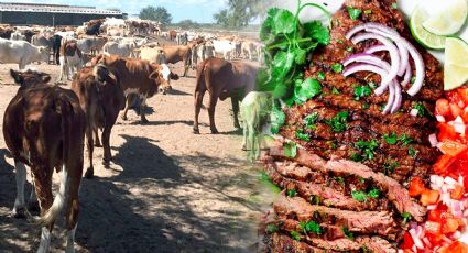 Peligra 'carnita asada' en el sur de Tamaulipas; sequía encarece precio de cortes, chile y cebolla