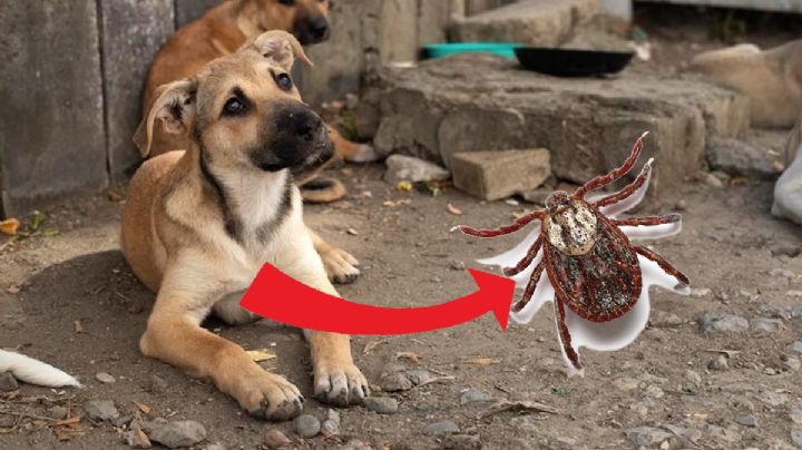 Temporada de garrapatas: cómo ahuyentarlas con remedios naturales de tu casa o patio