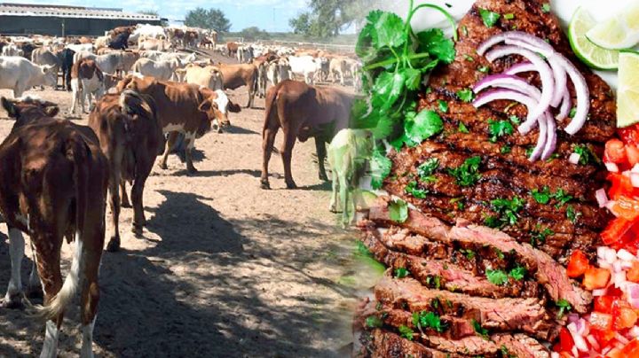 Peligra 'carnita asada' en el sur de Tamaulipas; sequía encarece precio de cortes, chile y cebolla