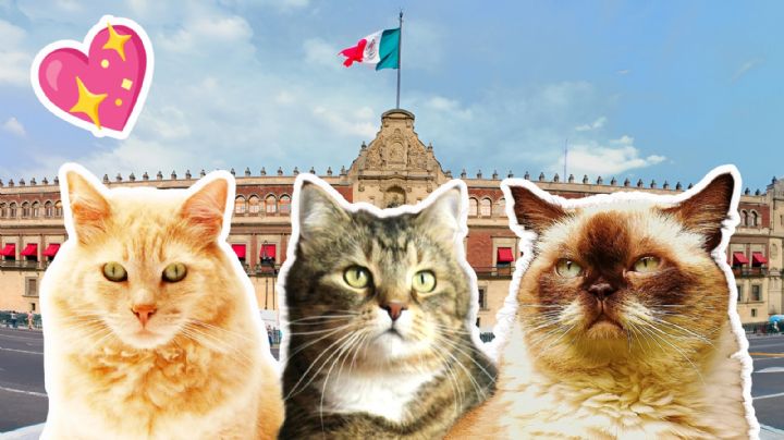 Estos son los gatitos que viven en Palacio Nacional bajo el cuidado del Gobierno