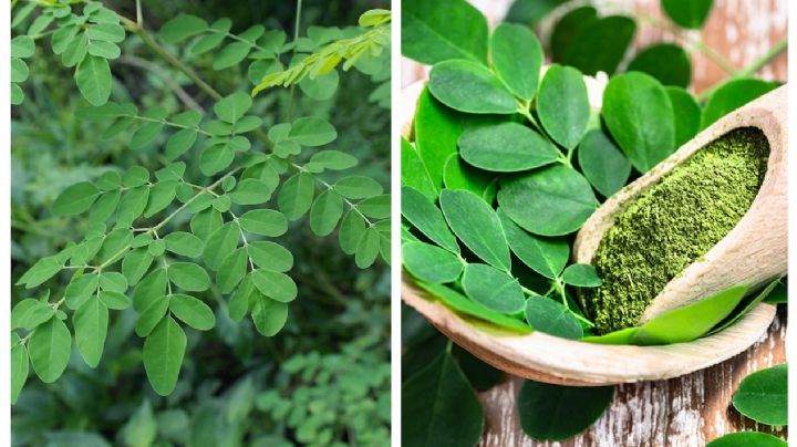 Moringa: estas son las 5 enfermedades que ayuda a combatir