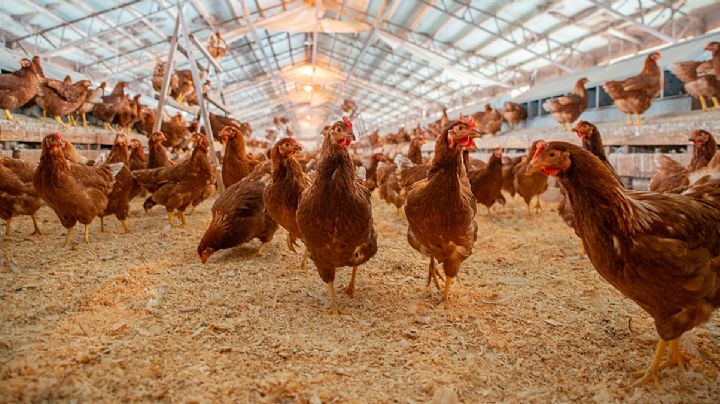 Dos millones de pollitas serán ejecutadas en Texas para detener gripe aviar