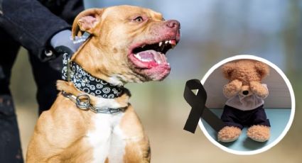 Perros Pitbull atacan y matan a bebé de 15 meses; lo arrancaron de los brazos de su madre