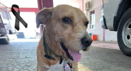 Fallece Mopri, el perrito bombero de la Dirección de Protección Civil de Nuevo Laredo