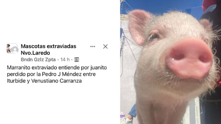 ¡Alerta! Juanito, el marranito, se salió de su casa y no regresó