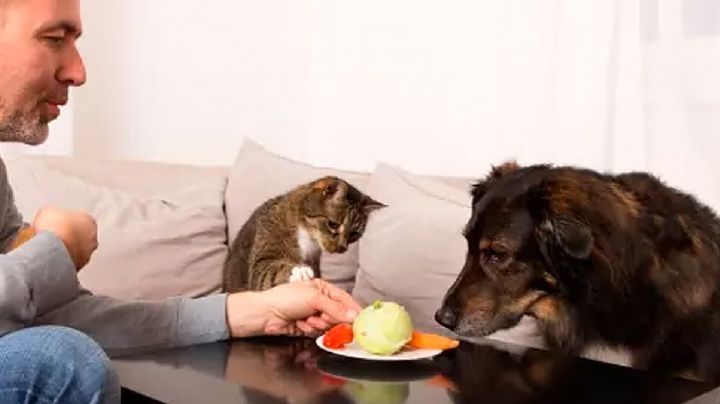 Perros y gatos transmiten a sus dueños 'superbacterias' resistentes a los antibióticos