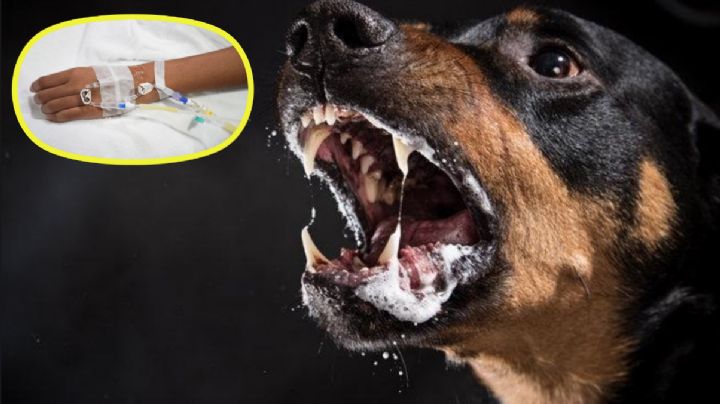 Confirman segunda muerte por rabia en México; ¿en dónde fue?