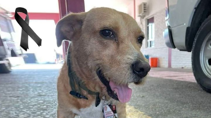 Fallece Mopri, el perrito bombero de la Dirección de Protección Civil de Nuevo Laredo