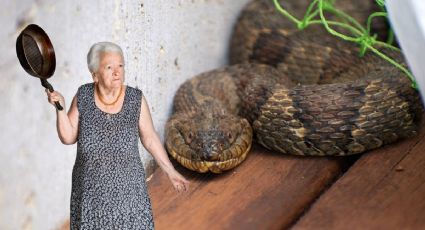 Cómo detectar que una víbora entró a tu casa o jardín por ola de calor