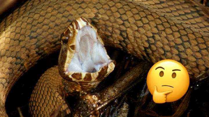 ¿Es real que se puede succionar el veneno de una víbora y escupirlo? Esto dicen los expertos