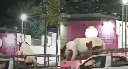 Caballo protagoniza persecución y afecta vialidad en Nuevo León | VIDEO