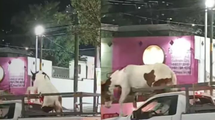 Caballo protagoniza persecución y afecta vialidad en Nuevo León | VIDEO