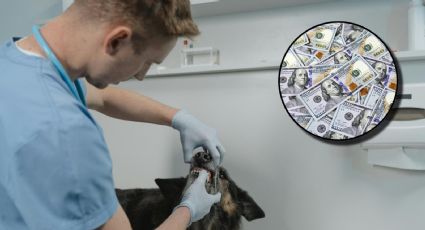 ¿Sí conviene? Este es el salario de los veterinarios en Estados Unidos en 2024