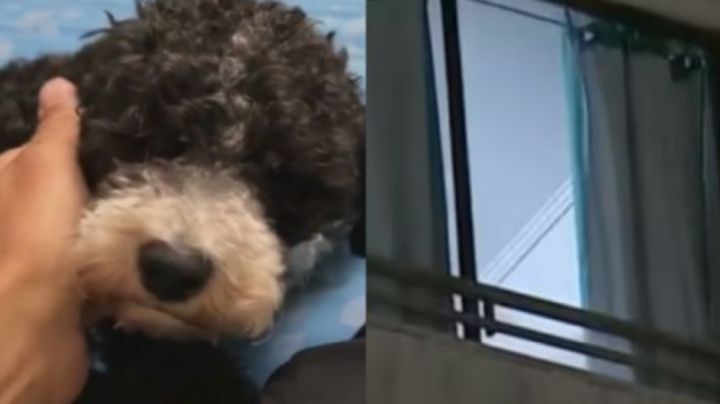 Perrito es arrojado desde el piso 12 de un edificio durante una pelea; intentan linchar al agresor