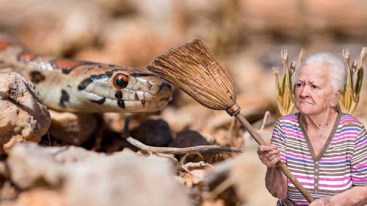 Si una víbora entra a tu casa hay un animal que te defenderá con su vida y no es el perro