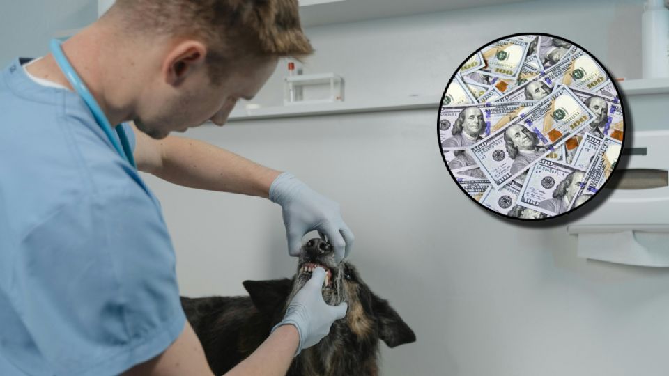 ¿Cuánto ganan los veterinarios en Estados Unidos en 2024?