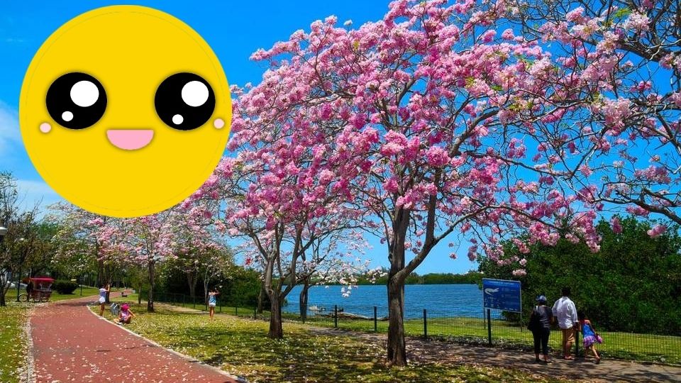 Si te gusta el color rosa, y la apariencia de un campo japonés, no dudes más en visitar esta ciudad en Tamaulipas, llena completamente de este hermoso árbol