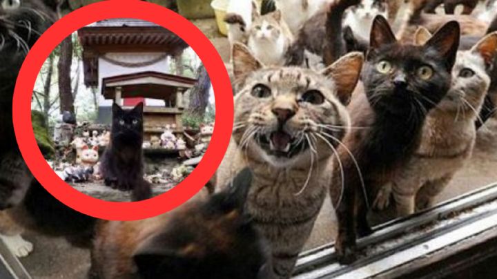 ‘La Isla de los Gatos’: ciudad que tiene 10 veces más mininos que humanos