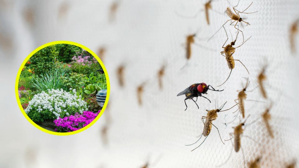 Con estas plantas las moscas y mosquitos se van de tu casa