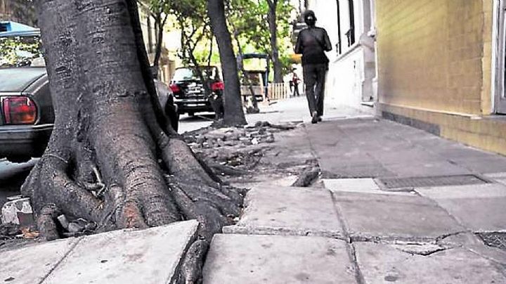 Estos son los árboles con amplia sombra  que si los siembras no romperán tu banqueta