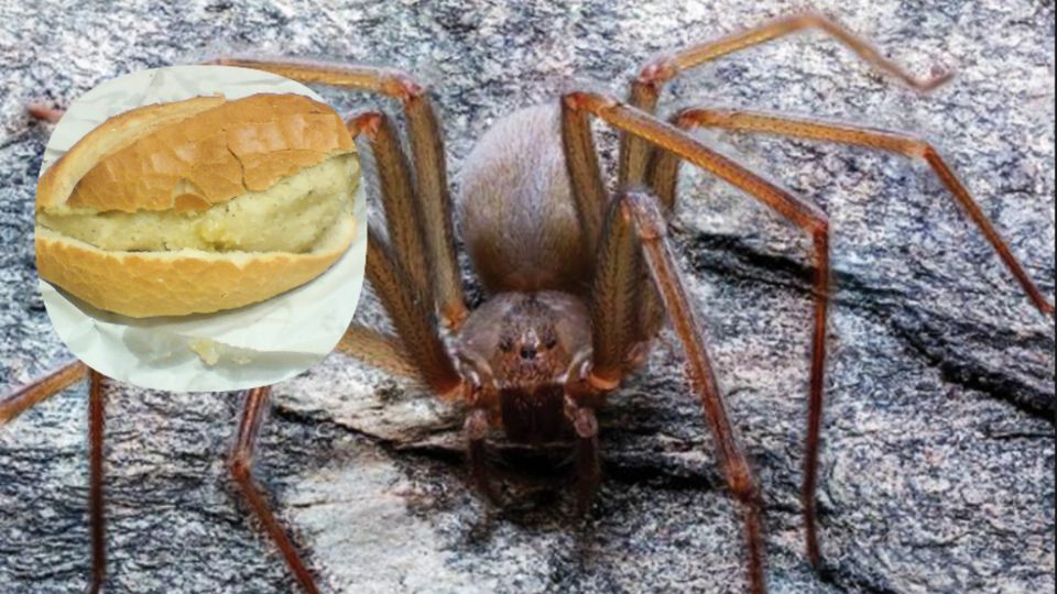 La araña violinista chilanga es capaz de causar daño mortal