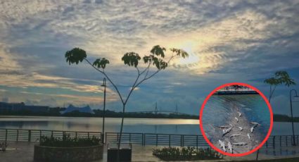 ¿Cuántos cocodrilos viven en la Laguna del Carpintero en Tampico?