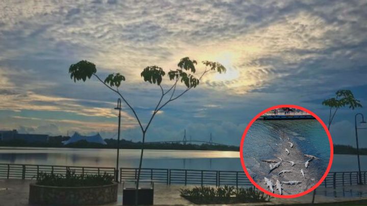 ¿Cuántos cocodrilos viven en la Laguna del Carpintero en Tampico?