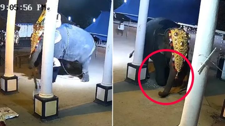 Elefante aplasta y mata a hombre durante espectáculo en vivo | VIDEO