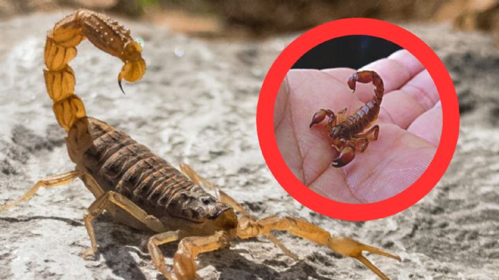 Temporada de alacranes: así puedes ahuyentarlos de tu casa o jardín