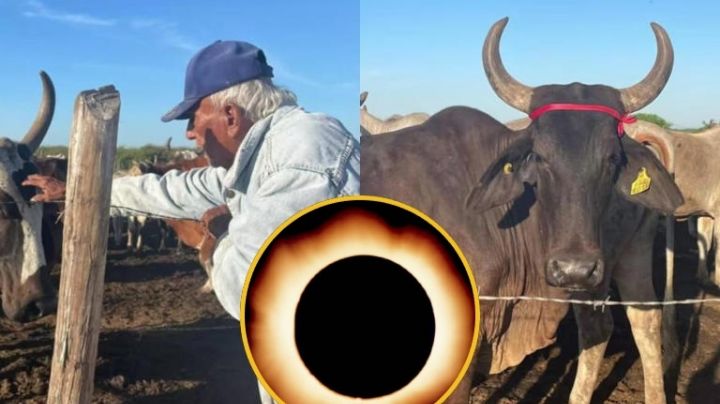 Eclipse solar 2024: Abuelito pone listón rojo a sus vacas embarazadas para protegerlas | VIDEO