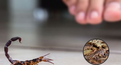 Temporada de alacranes: en este lugar de tu casa pueden hacer nido