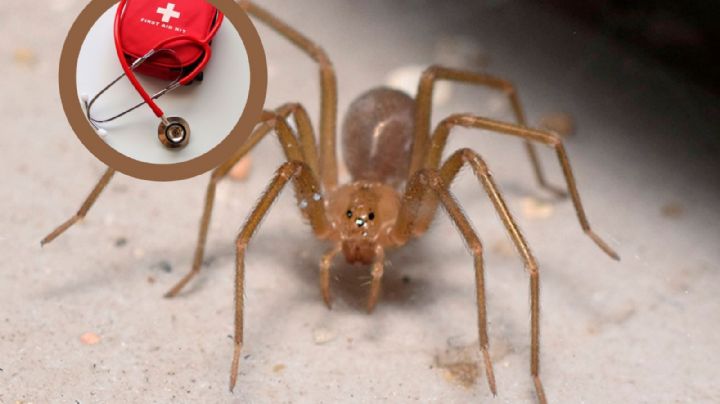 Araña violinista: si te pica, ¿cuáles hospitales en Tamaulipas tienen el antídoto? | LISTA