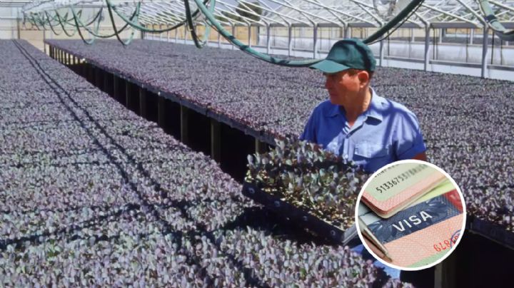 Visa americana: ¿cómo saber si la oferta de trabajo en EU es real o se trata de una estafa?