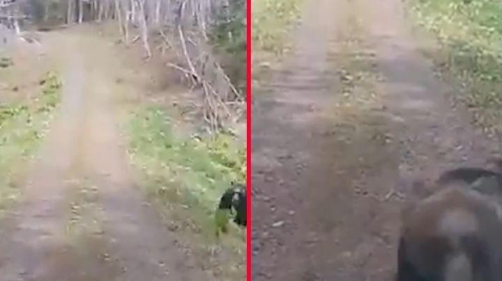 Oso ataca a pareja dentro de su auto; dejó al vehículo muy dañado | VIDEO