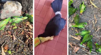 Aves mueren ante ola de calor en la Huasteca Potosina