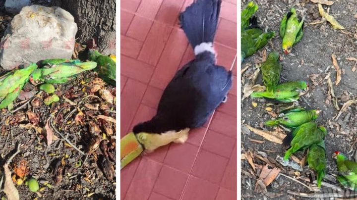 Aves mueren ante ola de calor en la Huasteca Potosina