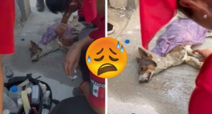 Perrito pide ayuda por golpe de calor en Nuevo León; se estaba muriendo de sed | VIDEO