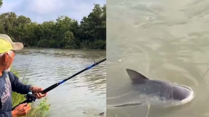Tiburón Toro: 'monstruo' que asusta a pescadores en río de Texas 