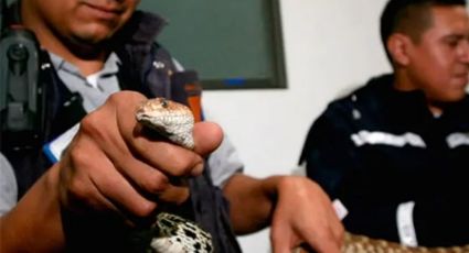 Madre e hijo son mordidos por serpiente venenosa; ella murió en el hospital