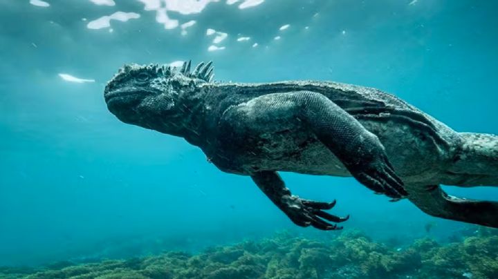 Mini Godzilla sorprende a buzos en el fondo del mar de las Islas Galápagos | VIDEO